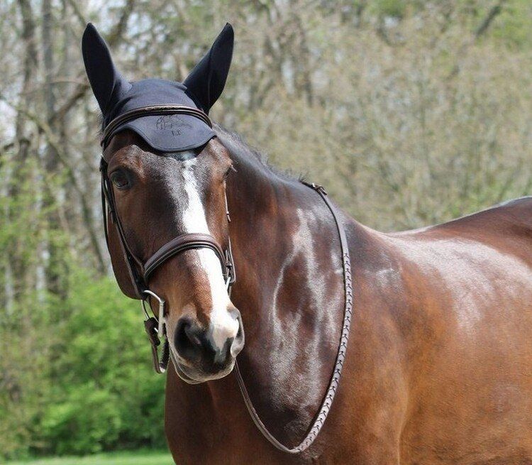 Selle & Accessori: Fenwick Liquid Titanium Ohrhaube Pony Grösse S – Nuovo e nell'imballaggio originale da Beinwil am See venduto da stephanielarsen 1