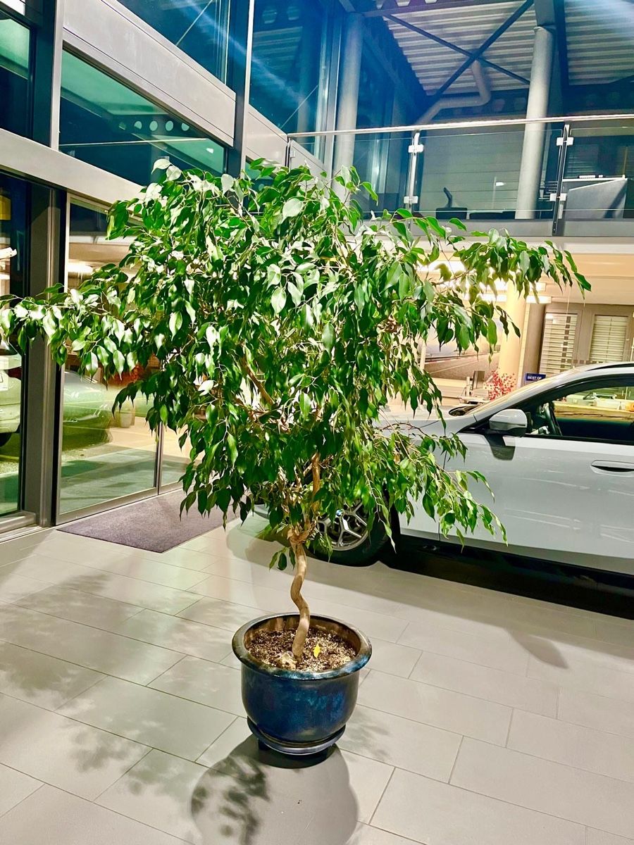 Grosser, gesunder Birkenfeigen-Baum fr Ihr Zuhause. (Gebraucht) in Dachsen  fr CHF 100  nur Abholung auf Ricardo kaufen