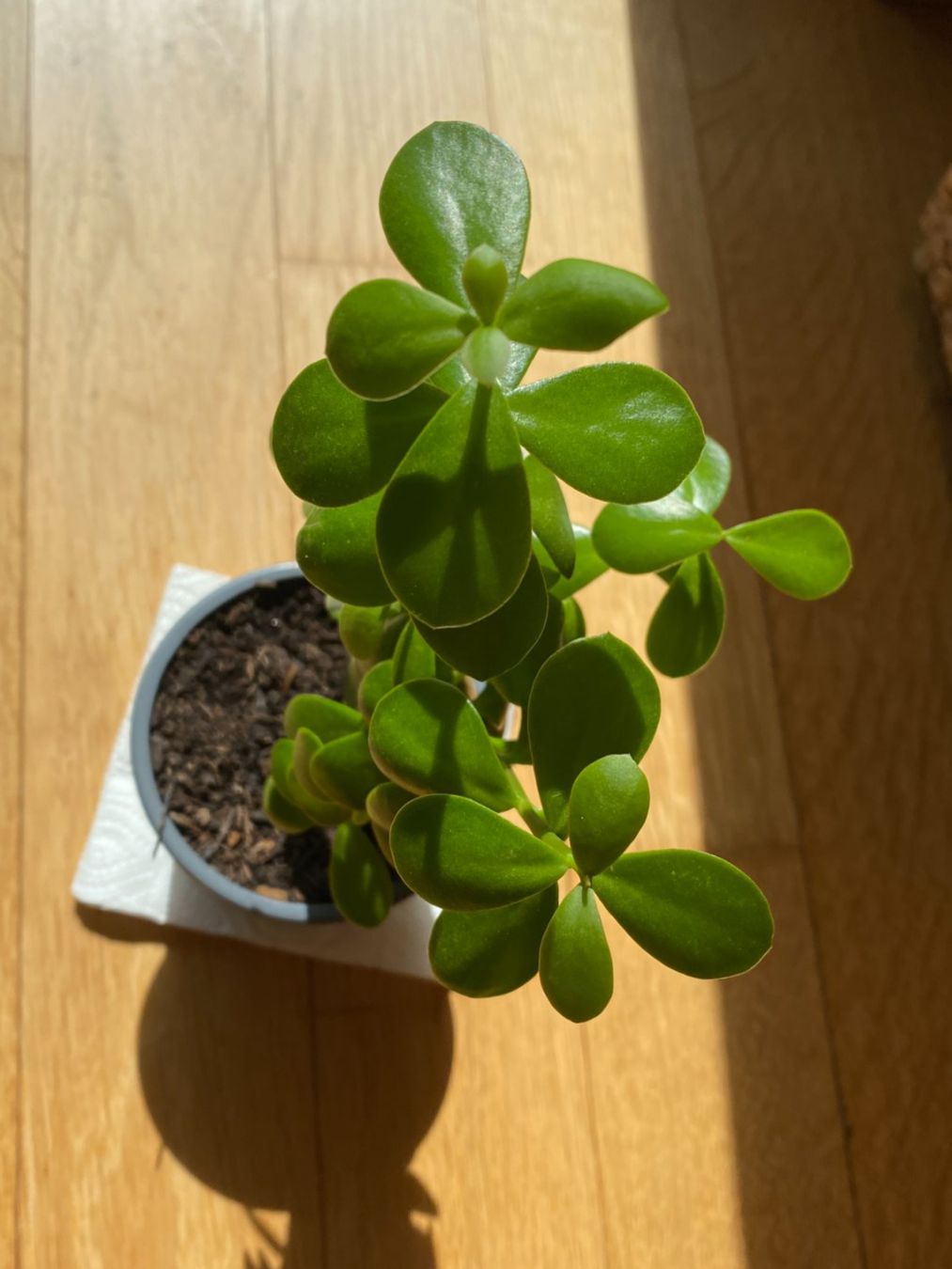 Pflanzen & Samen: Portulacaria afra (Jadebaum, Speckbaum oder Elefantenbaum) – Gebraucht aus Thalwil von gb_ea2000 2