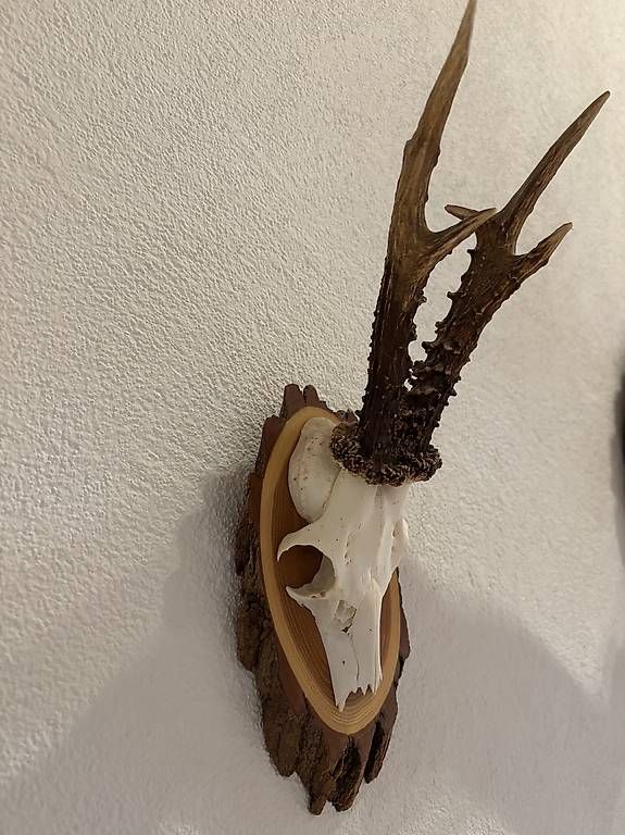 Il mondo degli animali: Rehgeweih, Rehtrophäe, Wandekoration – Usato da Stein venduto da mungg_1