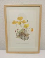 Vintage Blumenbild, Papaver, gerahmtes Original, Holz, 1958