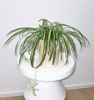 Spider plant & ceramic cache pot