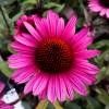 Piante & sementi: Echinacée rose 'Fatal Attraction'  2 plants – Nuovo (secondo la descrizione) da Bremblens venduto da FIBONACCI369