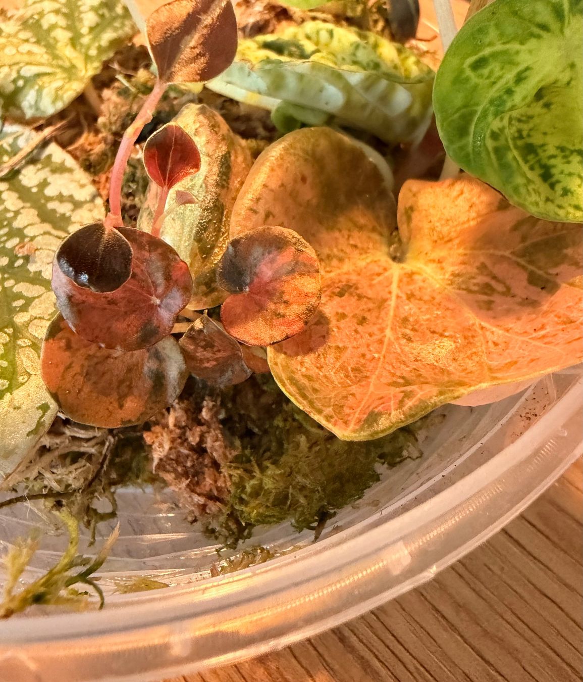 Piante & sementi: Peperomia diverse Ableger – Usato da Kaiseraugst venduto da dka_b97z 4