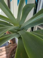 Agave Attenuata - „Drachen-Agave“
