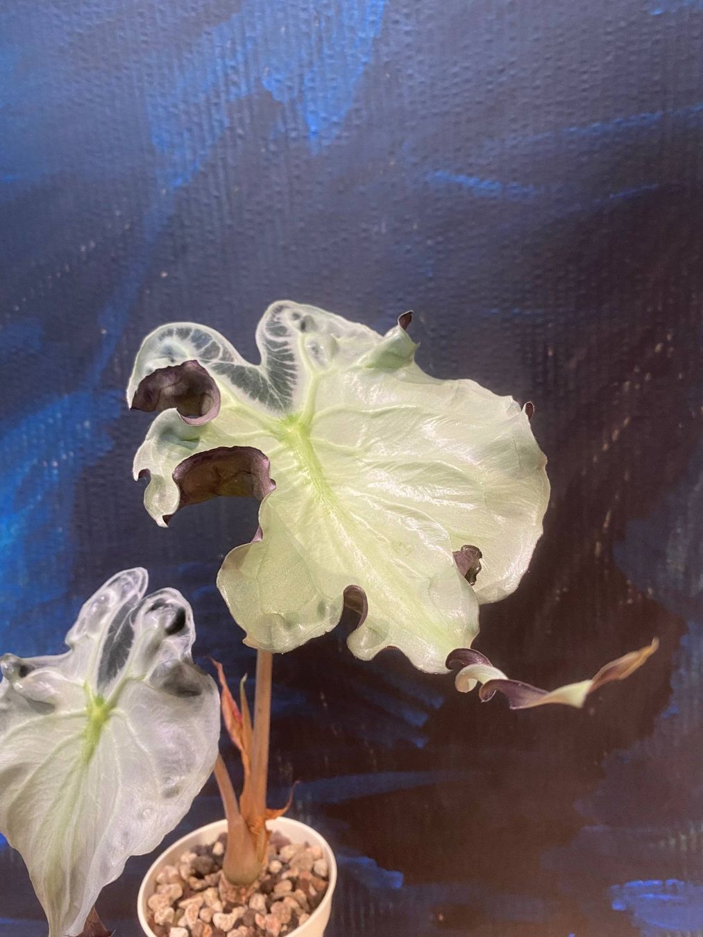 Pflanzen & Samen: Alocasia Venom Rhizom – Gebraucht aus Effretikon von famguriel 1