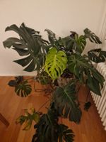 Wunderschöne grosse Monstera Pflanze