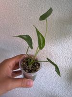Alocasia Cucullata - ab CHF 1.-🪴