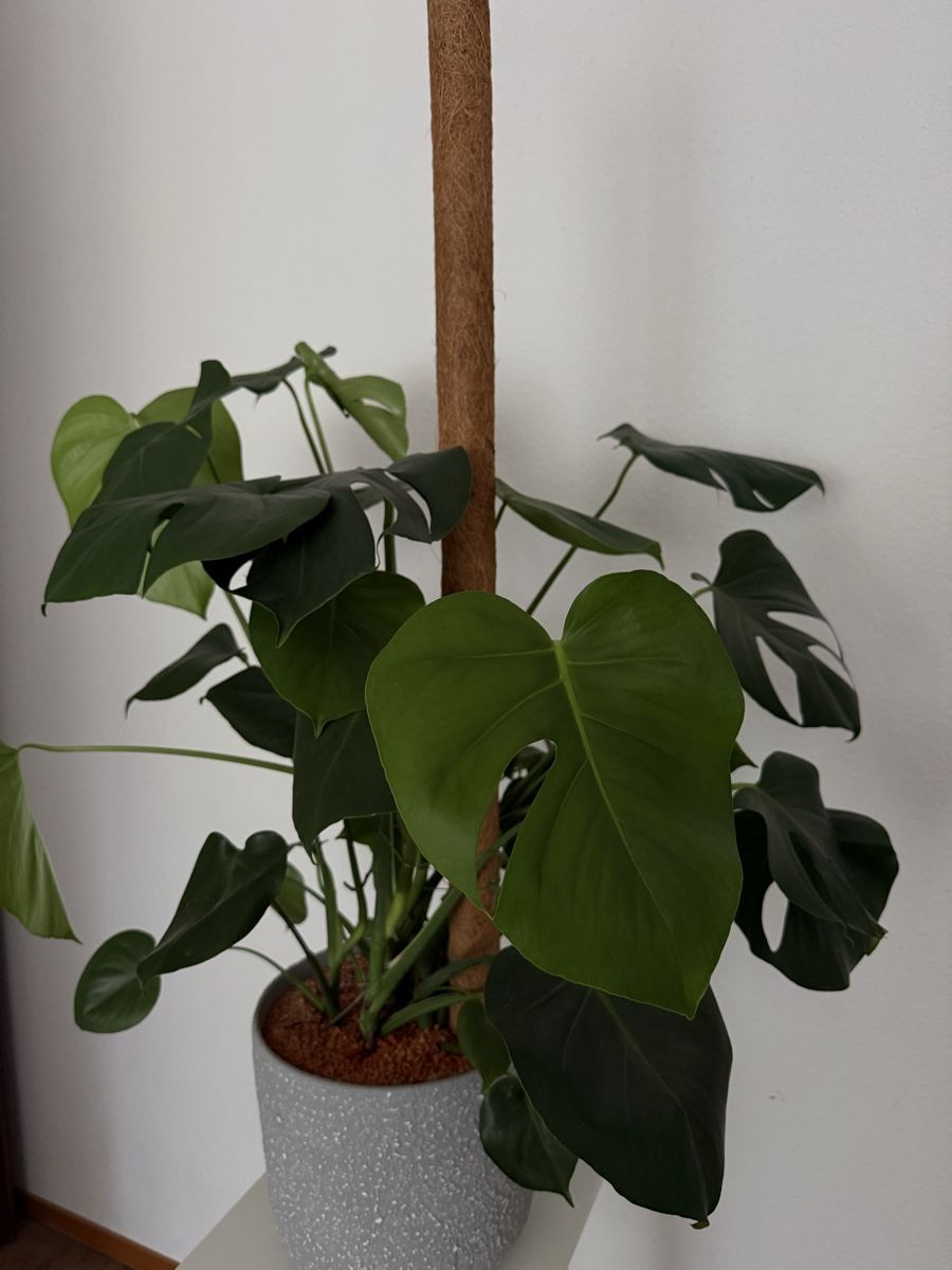 Piante & sementi: Zimmerpflanze Monstera – Usato da Wynigen venduto da KaZu79