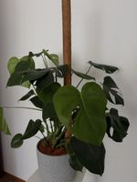 Zimmerpflanze Monstera