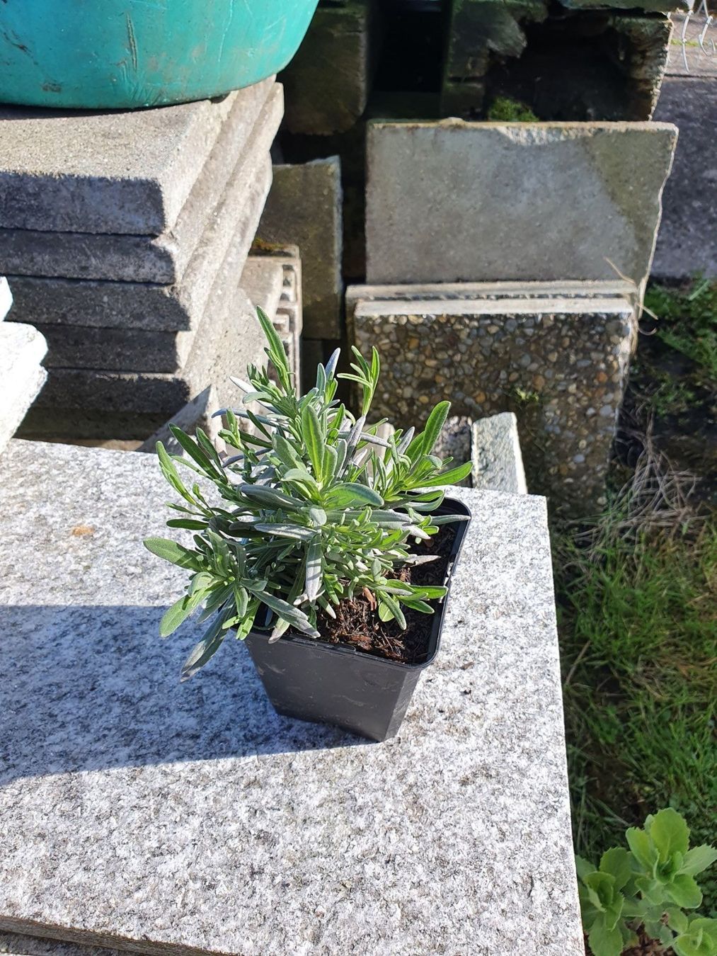 Piante & sementi: Lavendel – Usato da Eschenbach LU venduto da rap_9fdh