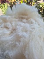 Flauschige Schafwolle, ideal zum Basteln