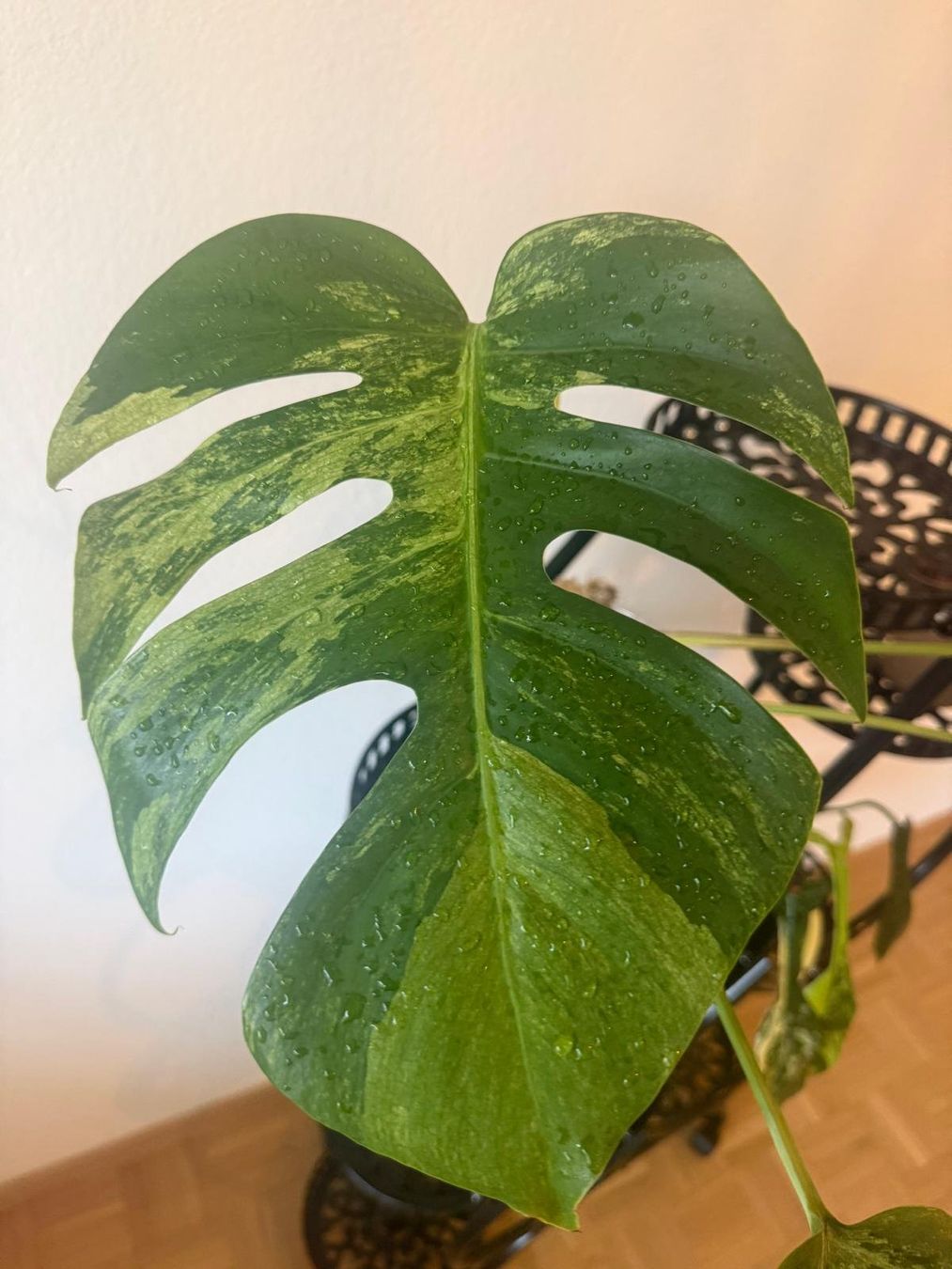 Pflanzen & Samen: Monstera Mint – Gebraucht aus Lausanne von kta_tss7 3
