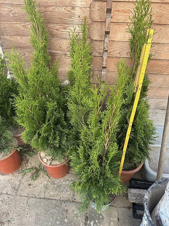 Piante & sementi: Thuja – Usato da Luterbach venduto da Adriatik 1