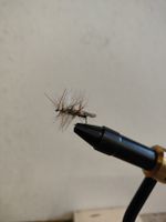 Trockenfliege Sedge braun Hakengrösse 10