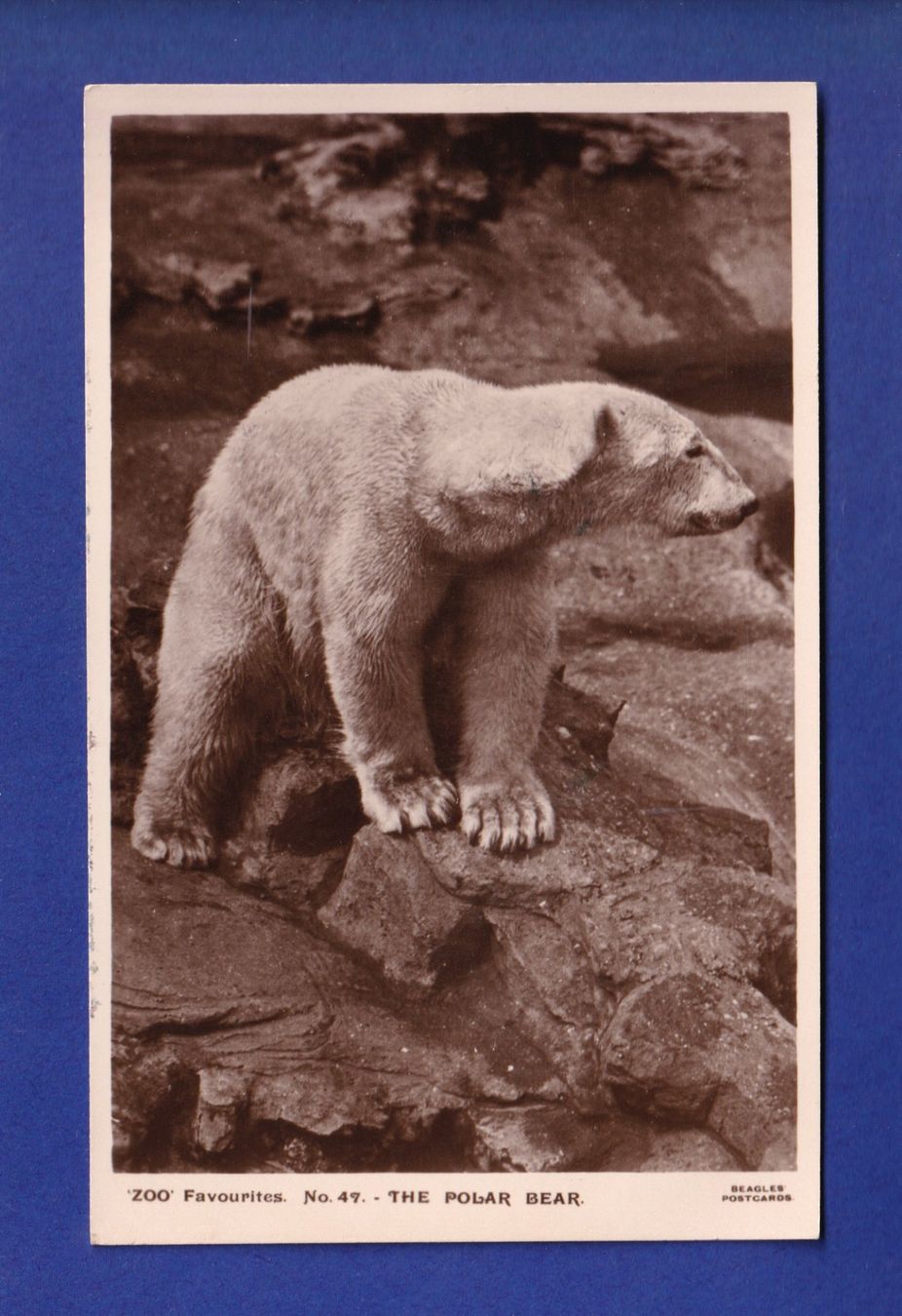 Cartoline postali: OURS POLAIRE – Usato da Pully venduto da nicecards-shop