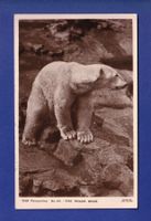 OURS POLAIRE