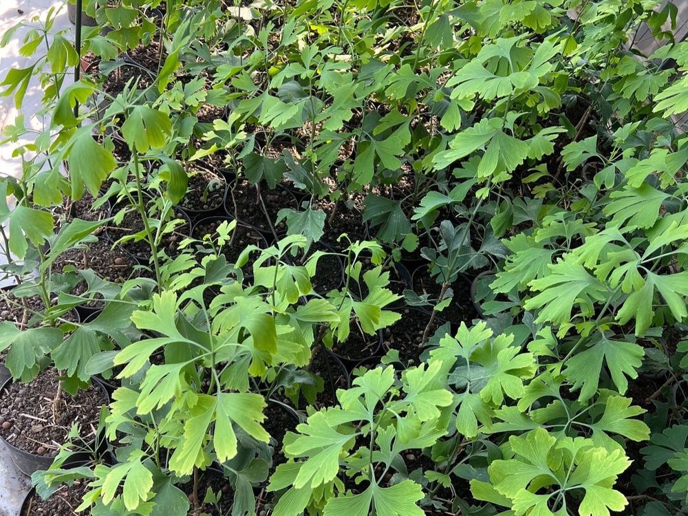 Ginkgo Biloba Setzlinge Kaufen auf Ricardo