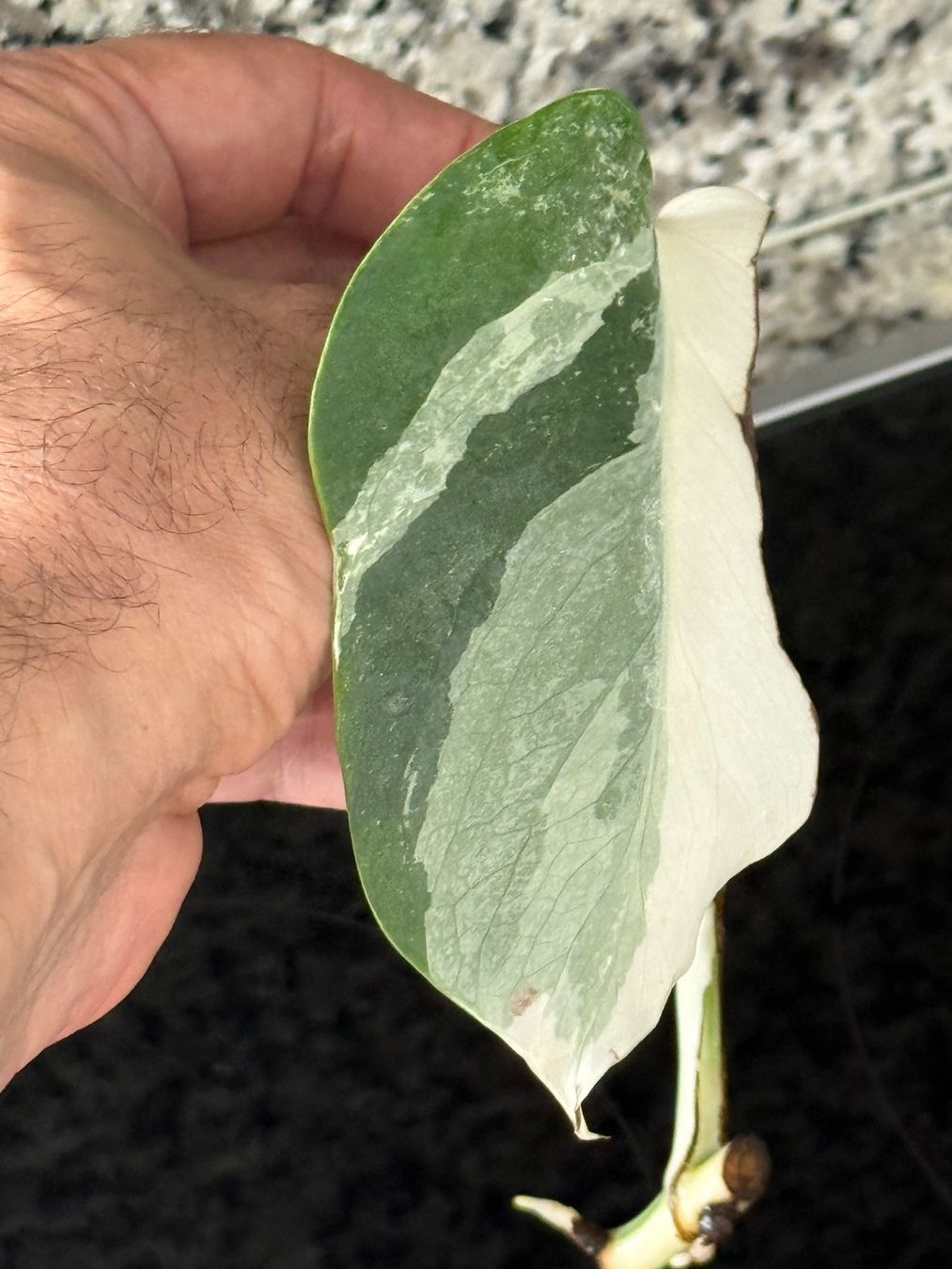 Pflanzen & Samen: Monstera Albo Variegata, half moon – Gebraucht aus Mendrisio von MonsteraLovers 1