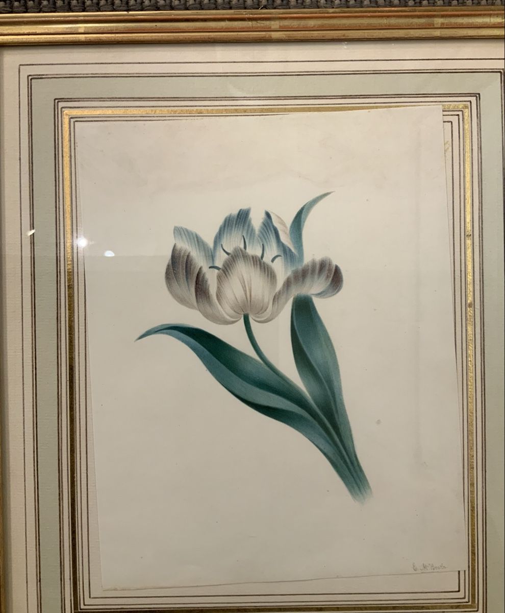 Dipinti: Aquarelle, une tulipe signé E McBeath – Usato da rolle venduto da Tontonjulot 1