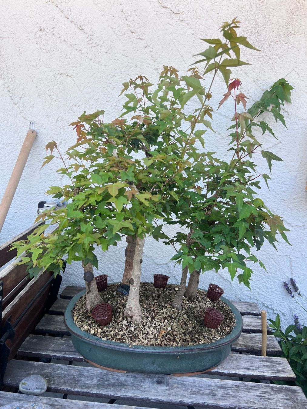 Piante & sementi: Acer Buergerianum / Trident Maple Bonsai Forest – Usato da Genève venduto da dan_tt69