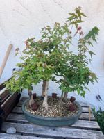 Acer Buergerianum / Trident Maple Bonsai Forest