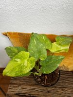 Monstera Thai Spezial (extrem selten)