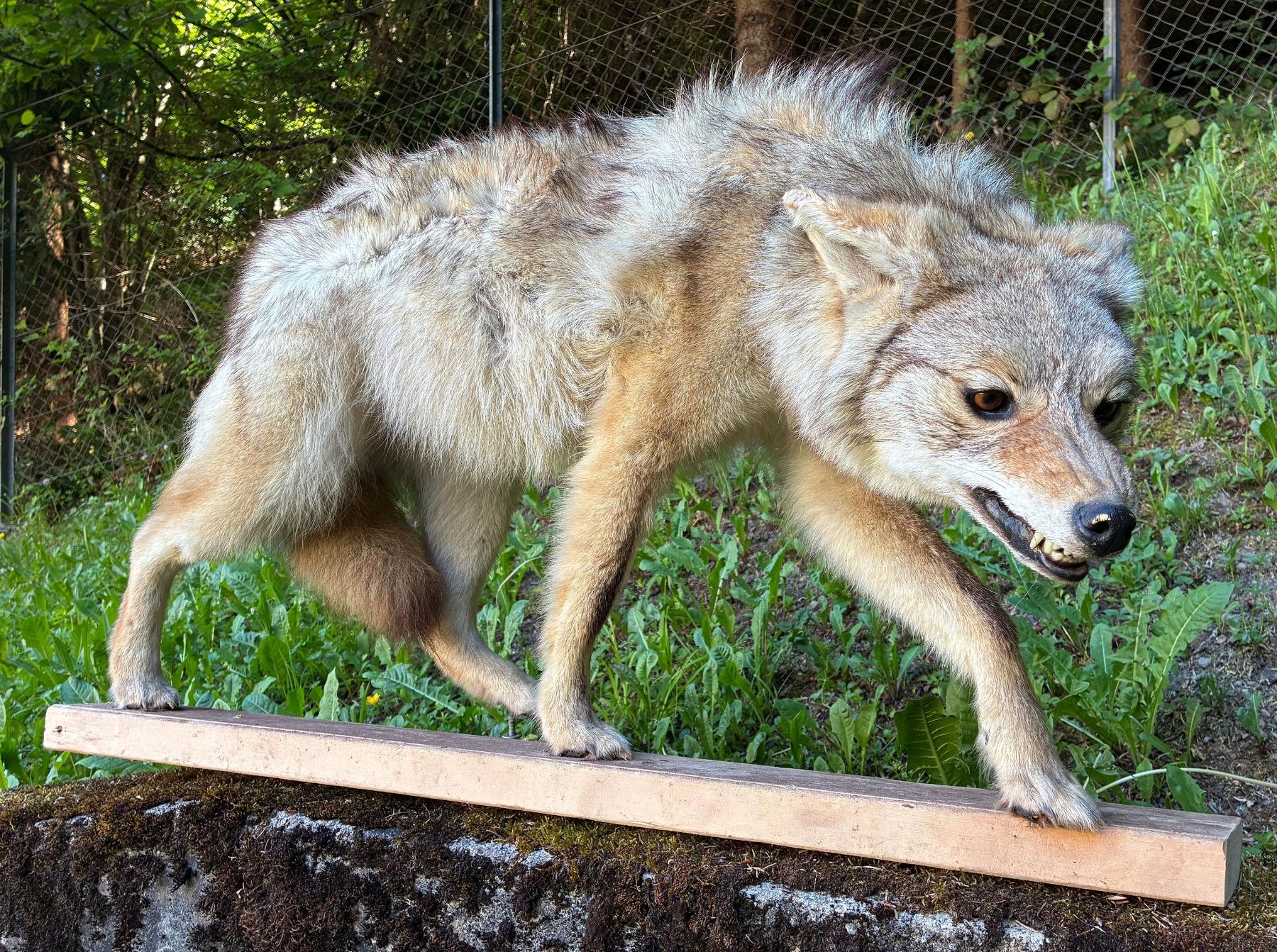 Il mondo degli animali: Kojote aus Amerika – Usato da Bäretswil venduto da robsonantik 2
