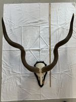 Grosse  Kudu (Tragelaphus strepsiceros) Trophäe