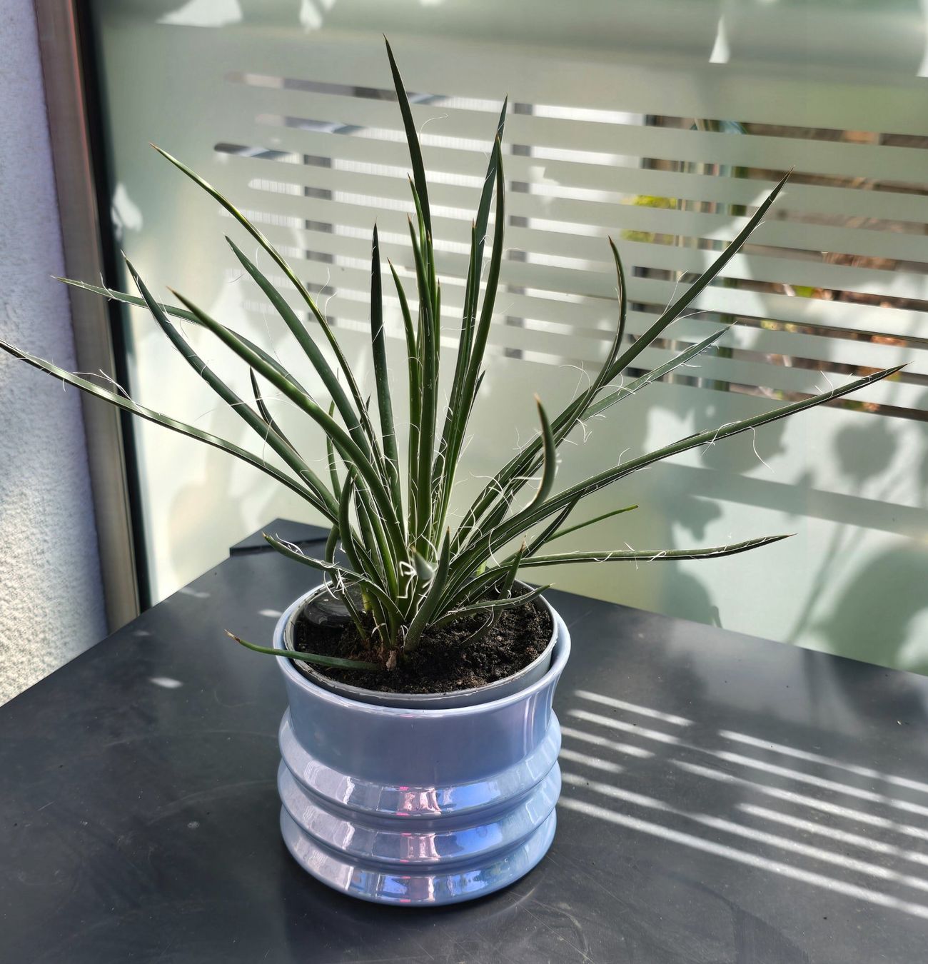 Piante & sementi: Agave multifilifera – Nuovo (secondo la descrizione) da Aarburg venduto da Glitzerschein 2