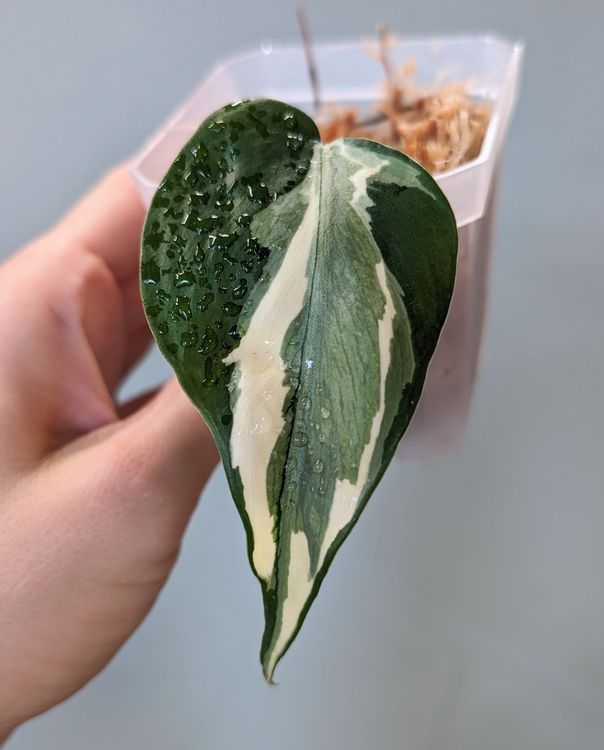 Philodendron Rio Variegata (Neu (gemäss Beschreibung)) in Faulensee für ...