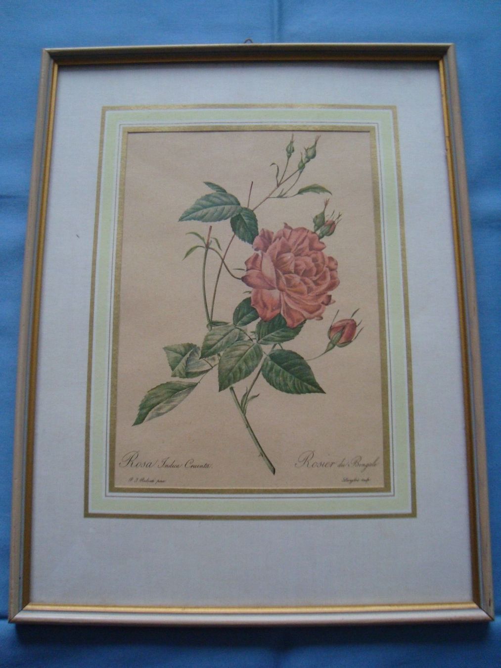 Foto & Immagini: Rosenbild von P.J. Redoute – Usato da Pfungen venduto da jungstein
