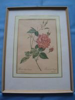 Rosenbild von P.J. Redoute