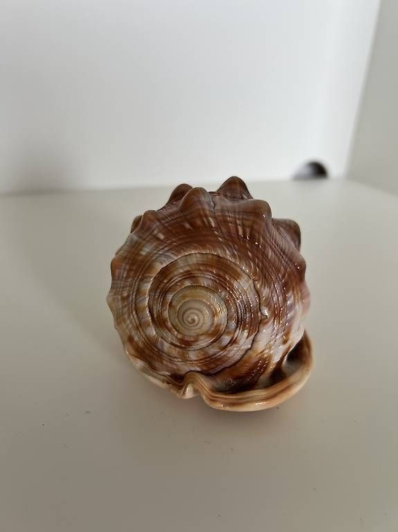 Fossilien: Natürlich stachelige Muschelschale – Gebraucht aus Geroldswil von Nadine_Bosshard 3