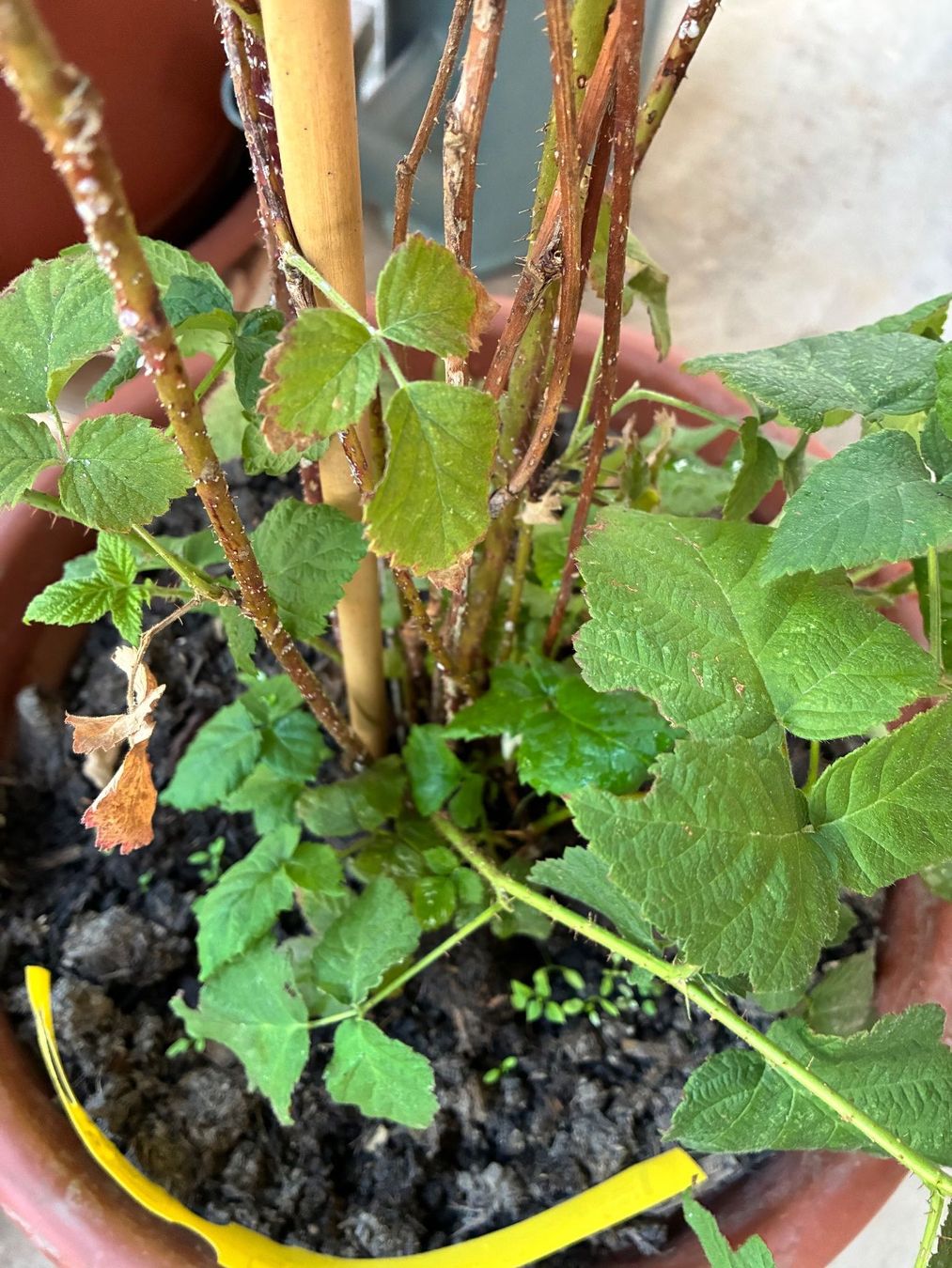 Pflanzen & Samen: Rubus caesius - bereifte Brombeere – Neu (gemäss Beschreibung) aus Wetzikon ZH von chris7pat 1