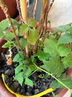 Brombeere, Rubus caesius