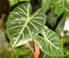 Alocasia pink dragon Rhizom