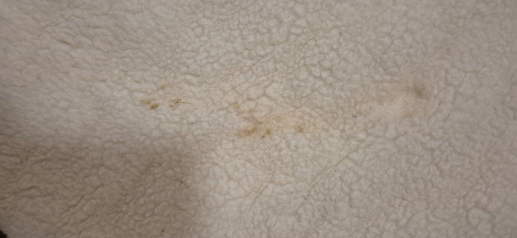 Coperte: Merino Volldecke – Nuovo (secondo la descrizione) da Rubigen venduto da Ditta02 3