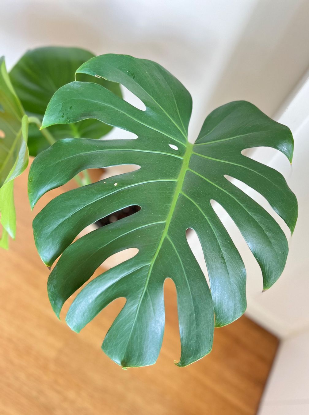 Piante & sementi: Monstera Deliciosa🤩 – Usato da Glattpark(Opfikon) venduto da ste_n99y 7
