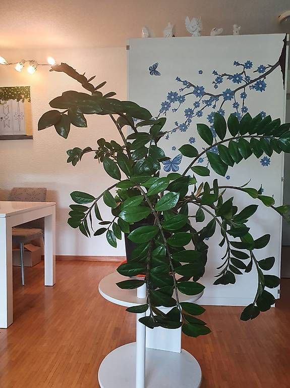 Pflanzen & Samen: Zamioculcas – Gebraucht aus Schliern b.Köniz von Nalsa 1