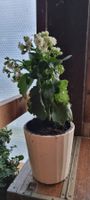 Schöne Zimmerpflanze Kalanchoe mit weissen Blüten🌸