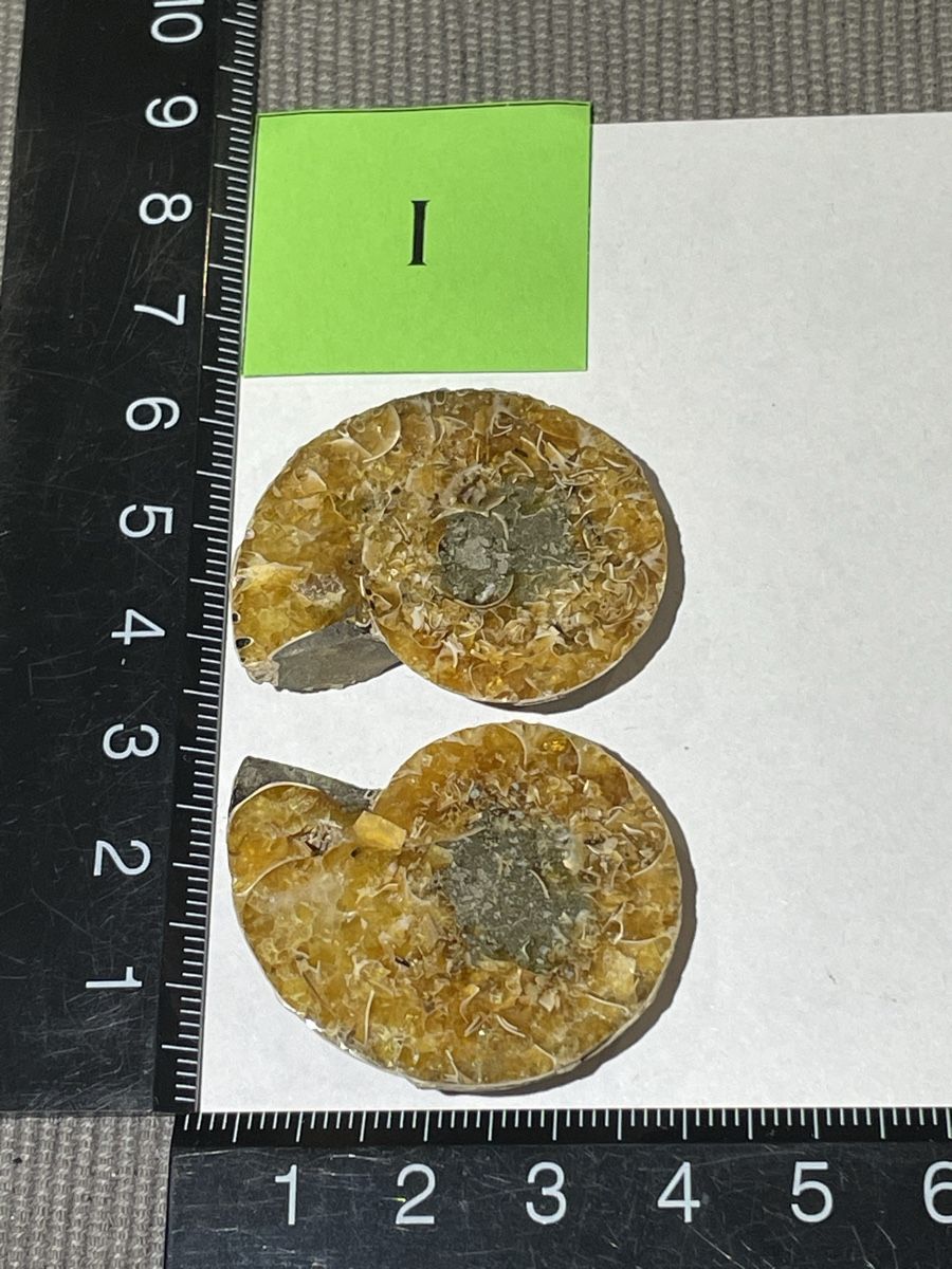 Fossili: Ammonit Paar / Fossil / Stein – Nuovo (secondo la descrizione) da Rümlang venduto da euqinom16