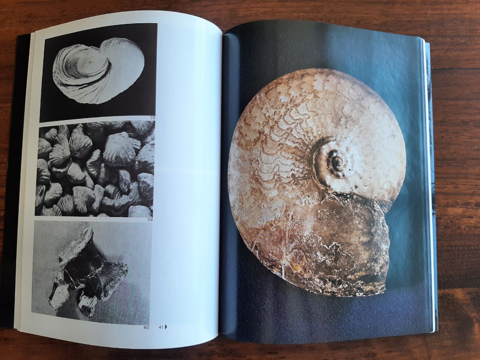 Libri: Buch Fosslien Sammlung Schalch – Usato da Rickenbach BL venduto da Oktober68 2