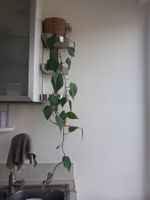 Zimmerpflanze Pflanze Efeutute Philodendron ohne Topf
