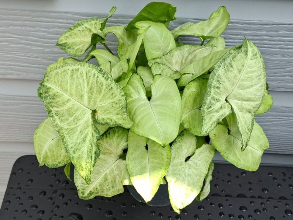 Plantes & graines: Syngonium podophyllum – D'occasion à Les Brenets par glo_267f 1