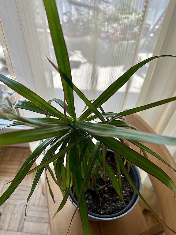 Plantes & graines: Drachenbaum – D'occasion à Frauenfeld par Irene.Schuppli 3