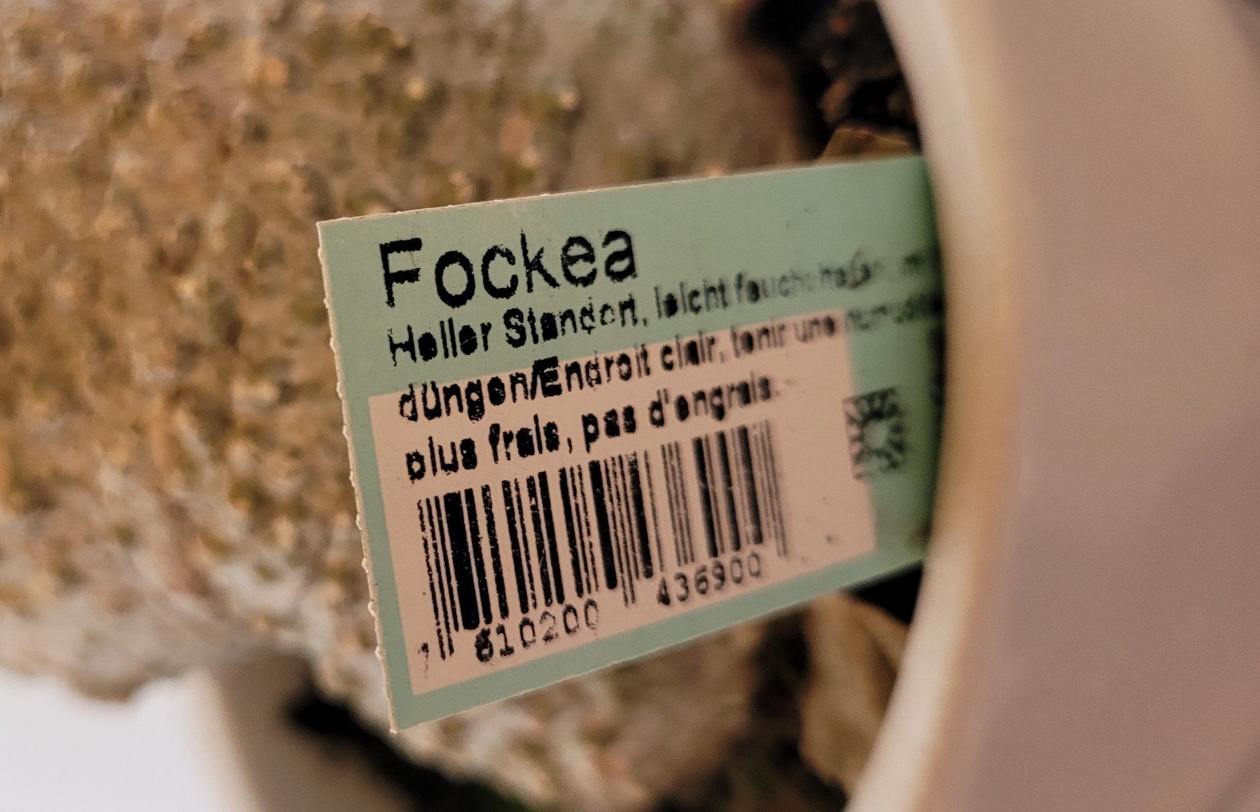 Plantes & graines: Fockea mit Topf – D'occasion à Stüsslingen par pati-king 2