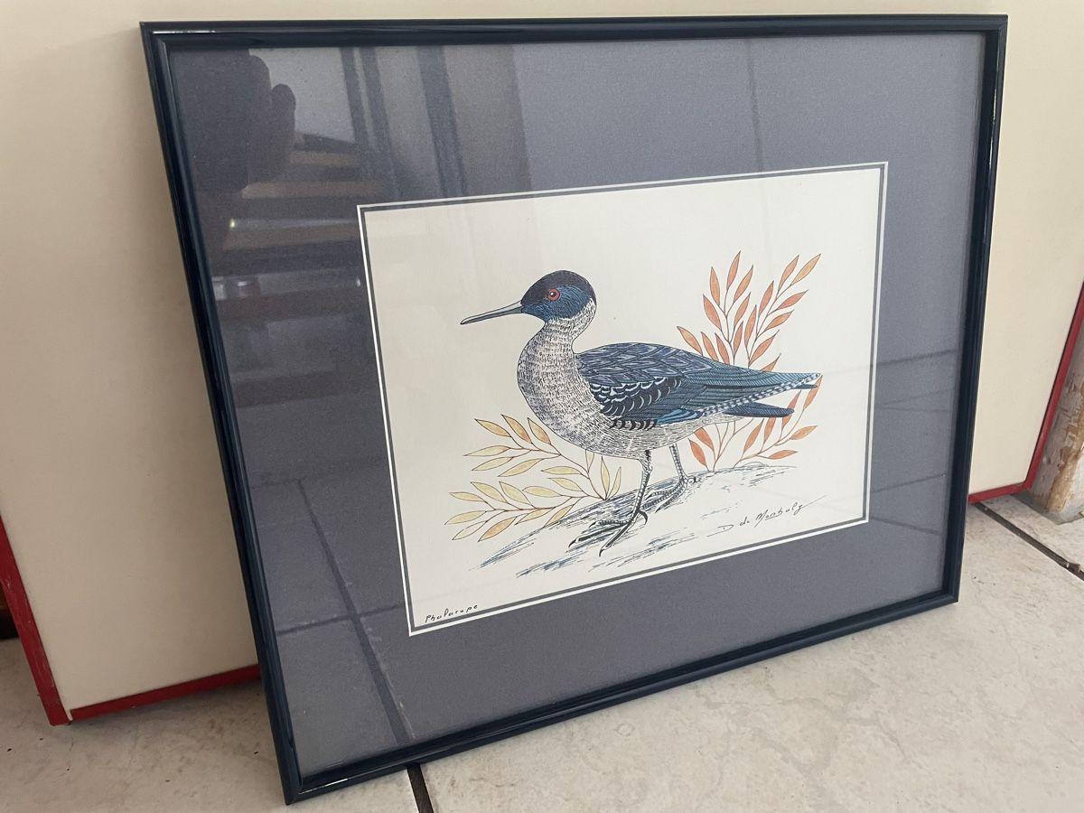 Gemälde: Ancien Dessin Original Phalarope D. de Monbaly – Gebraucht aus Vallamand von Bricbracbroc82