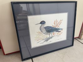 Ancien Dessin Original Phalarope D. de Monbaly