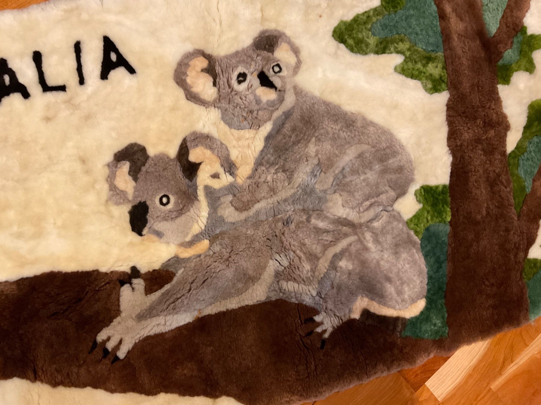 Foto & Immagini: Fell Bild aus Australien Koalabär – Usato da Rümlang venduto da SchumBru10 1